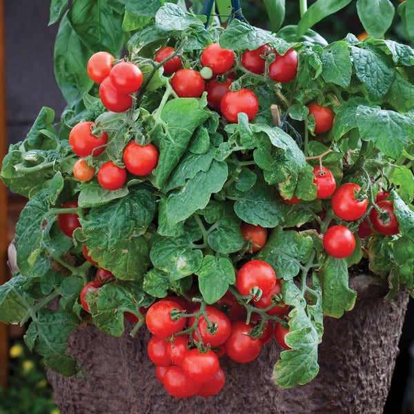 Red Robin Tomato
