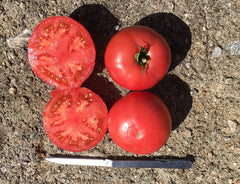Damsel Organic - Seedsplant
