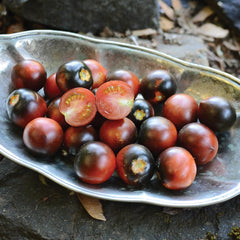 Indigo Cherry Drops Tomato