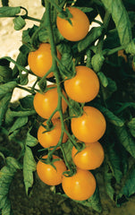 Sweet Gold F1 - Seedsplant
