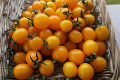 Sweet Gold F1 - Seedsplant