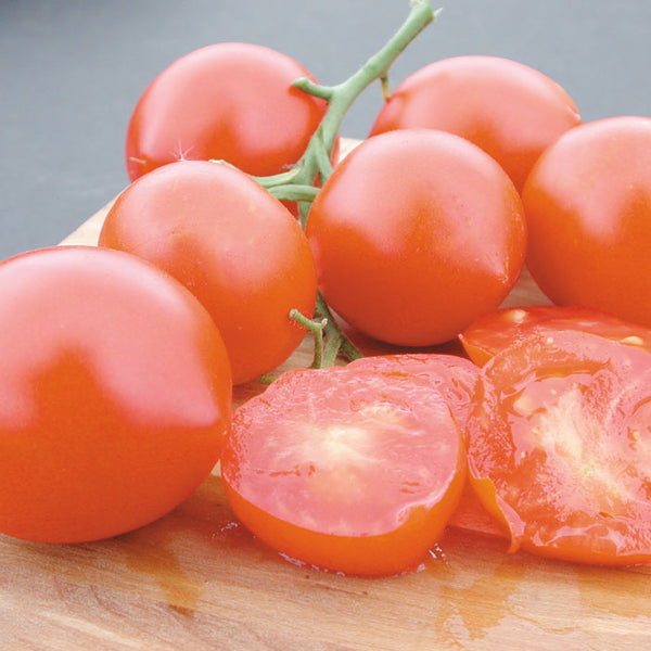 Glacier Tomato