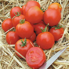 Stupice Tomato