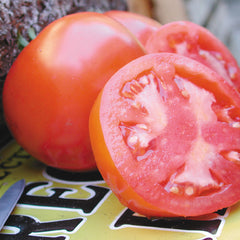 Oregon Spring Tomato