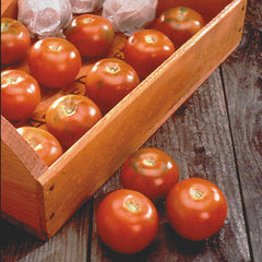 Longkeeper Tomato