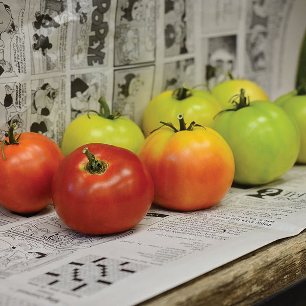 Longkeeper Tomato