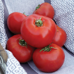 Siletz Tomato
