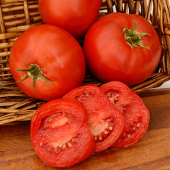 Bobcat Tomato