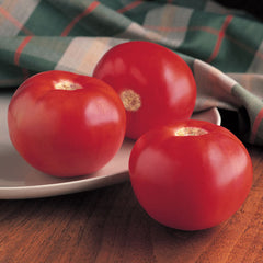 Bobcat Tomato