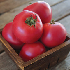 Momotaro Tomato