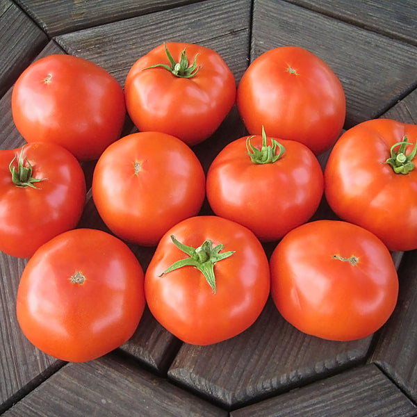 Mountain Merit Tomato