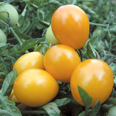 Gold Nugget Tomato