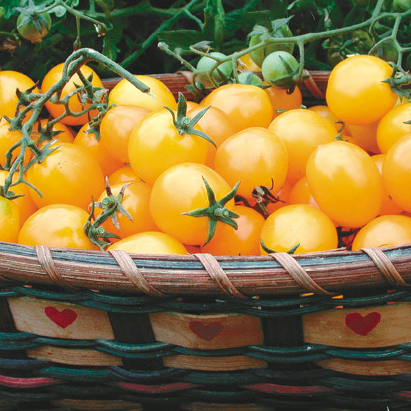 Gold Nugget Tomato