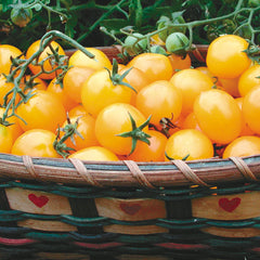 Gold Nugget Tomato