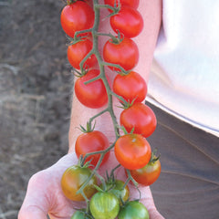 Sweet Million Tomato