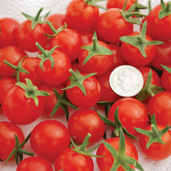 Sweet Aperitif Tomato