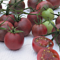 Chocolate Cherry Tomato