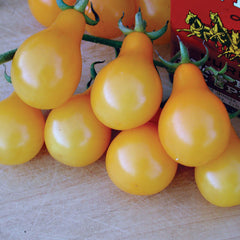 Yellow Pear Tomato