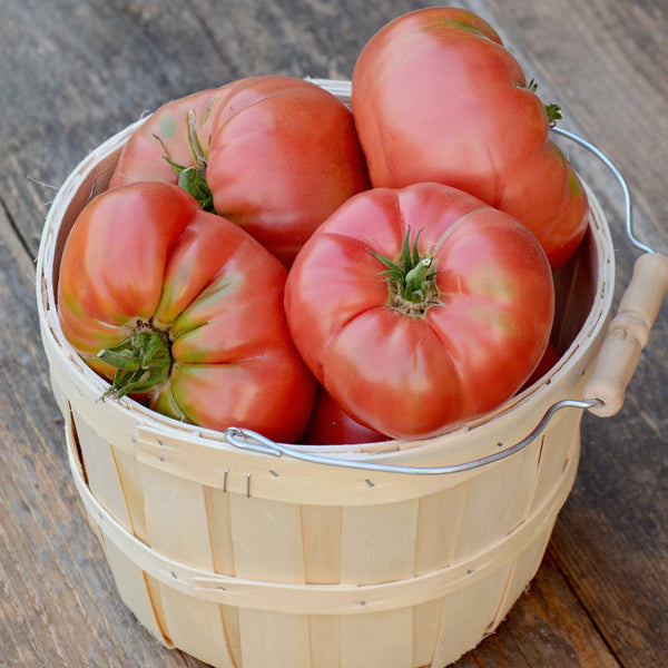 Brandywine Tomato