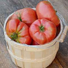 Brandywine Tomato