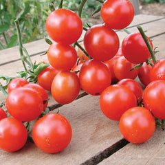 Koralik Tomato