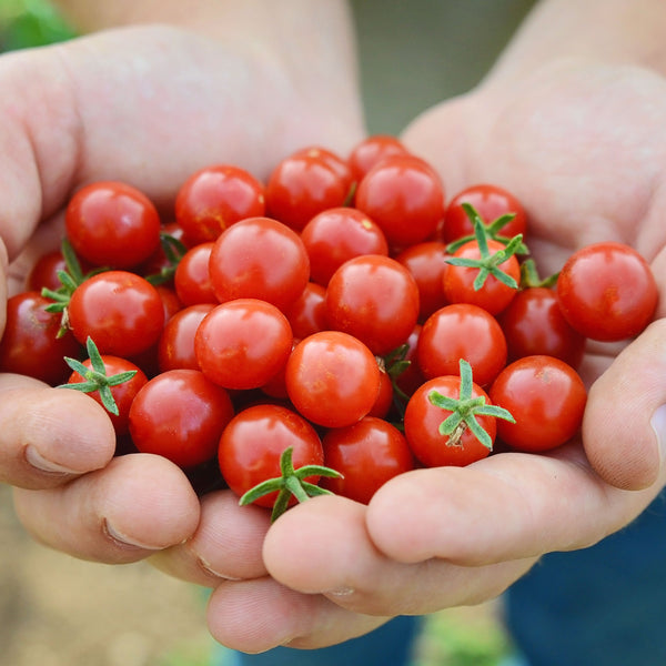 Candyland Red Tomato
