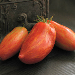 Striped Roman Tomato