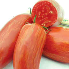 Striped Roman Tomato