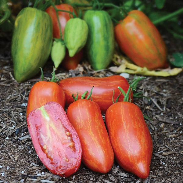 Striped Roman Tomato