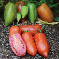 Striped Roman Tomato