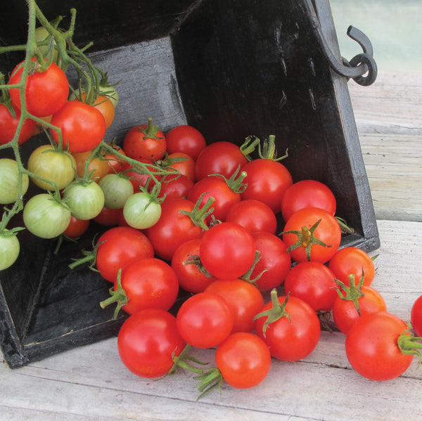 Cherry Buzz Tomato