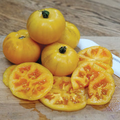 Golden Treasure Tomato
