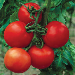 Cobra Tomato