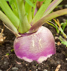 Purple Top White Globe - Seedsplant