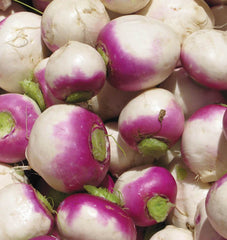 Purple Top White Globe - Seedsplant