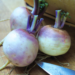 Purple Top White Globe Turnip