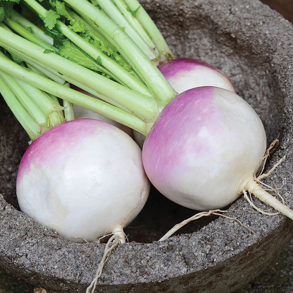 Purple Top White Globe Turnip