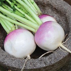 Purple Top White Globe Turnip