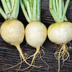 Golden Ball Turnip