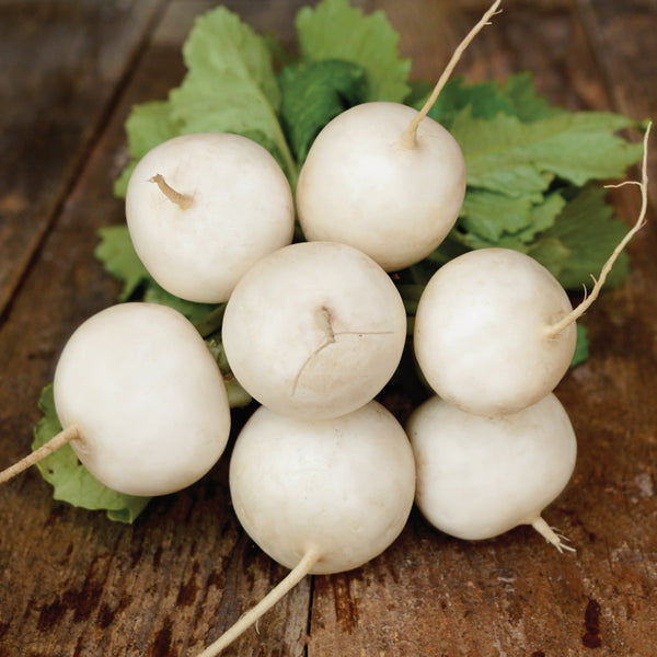Hakurei Turnip
