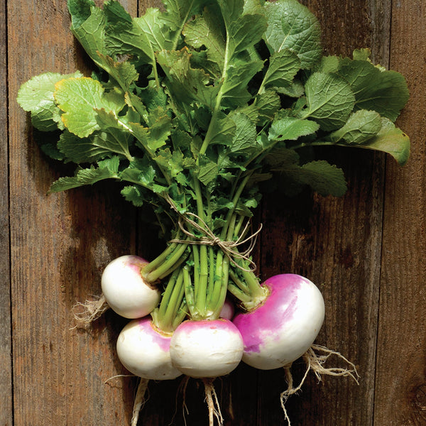 Fort Umpqua Turnip