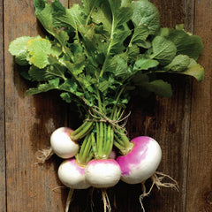 Fort Umpqua Turnip