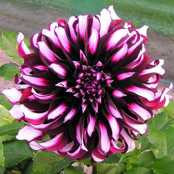 Dahlia Tartan Bulbs Perennial Growing Bonsai Roots Rhizomes Corms Tubers Potted Planting Reblooming Fragrant Garden Species Blooms Flower Seeds Plant Gardening