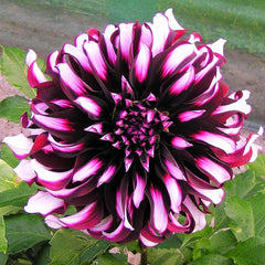 Dahlia Tartan Bulbs Perennial Growing Bonsai Roots Rhizomes Corms Tubers Potted Planting Reblooming Fragrant Garden Species Blooms Flower Seeds Plant Gardening