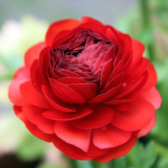 Red Ranunculus Corms Bulbs Persian Buttercup Growing Bonsai Roots Rhizomes Tubers Potted Planting Reblooming Fragrant Garden Species Blooms Flower Seeds Plant Gardening
