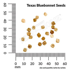Texas Bluebonnet Seeds, 2.3g