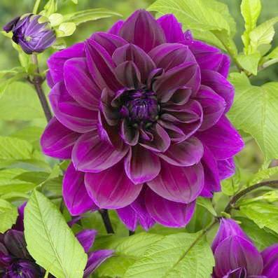 Thomas Edison Dahlia Bulbs Perennial Growing Bonsai Roots Rhizomes Corms Tubers Potted Planting Reblooming Fragrant Garden Species Blooms Flower Seeds Plant Gardening