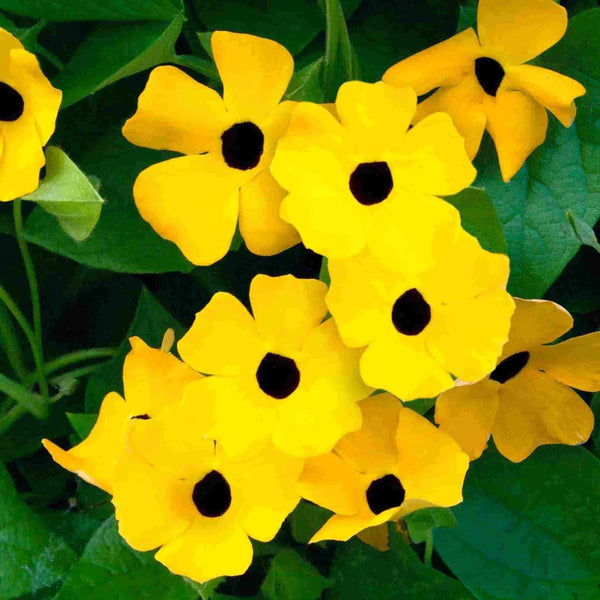 Thunbergia, Black Eyed Susan Seeds, 1.2g