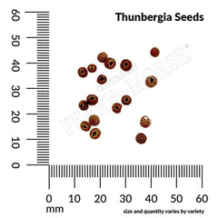 Thunbergia, Black Eyed Susan Seeds, 1.2g