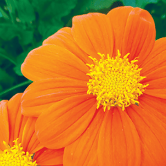 Tithonia, Mexican Sunflower Seeds, 1.1g